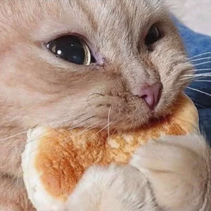 hungryKitty